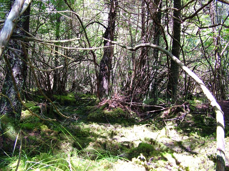 Black spruce - tamarack peatland forest